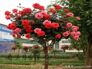 月季花遇到钻蛀型害虫，该怎么解决呢？