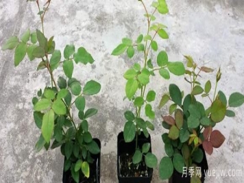 盆栽月季种植过程中，有几项日常检查措施可以了解