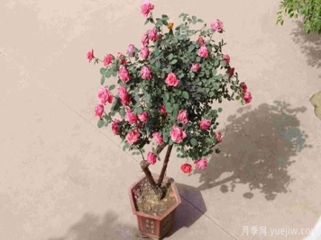 古桩盆栽月季培养，主要的设施需求？来了解下