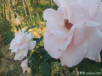 开封树状月季选购办法？以及它的嫁接办法