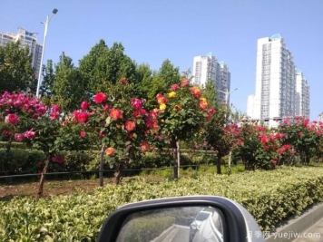 天快热了，粉色树状月季的盆栽技术该如何养呢？