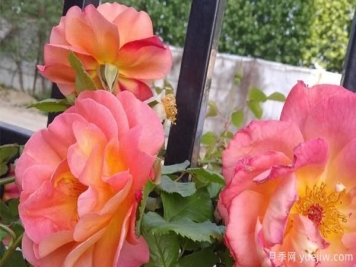 安阳景区树状月季的移栽步骤和方法，一起来看看吧