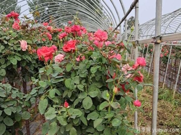 多色树状月季嫁接时，需要准备的事项是什么呢