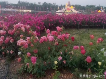 如何防止树状月季会变形呢？南阳月季小编分享