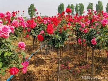 树状月季的养护、修剪以及光照养护小知识！