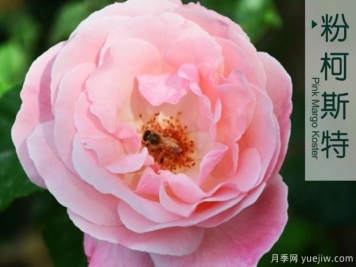 月季花牙签苗怎么养？