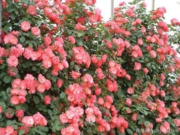 大花月季种植小穴壳花腐病的防治