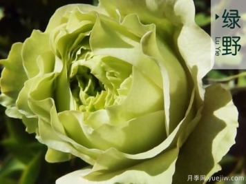 气调法维护树状月季的要点