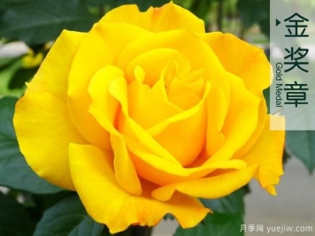 夏天雨季来临时如何去做月季病害虫害的防治？