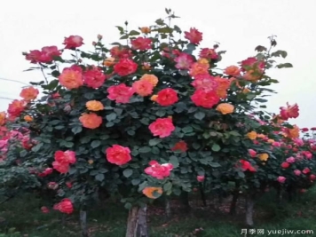 垂头的月季花朵是品种决定的吗？快来看看真想把
