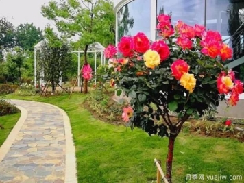 月季除了观赏还有没有其他价值？这个品种可以食用药用哦！