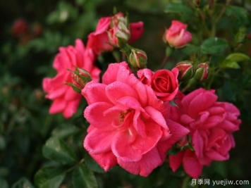 秋季月季花管理要点有哪些？