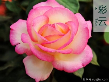 月季连续开花的方法