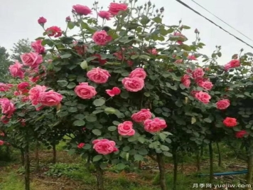 树状月季如何养护？