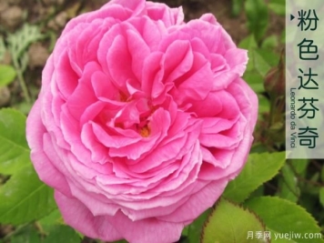 月季翻盆不要超过三月份