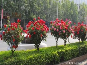 怎样快速培养树状月季？