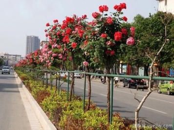 树状月季长哑枝是什么原因？