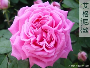 大花月季与丰花月季 你喜欢那个？