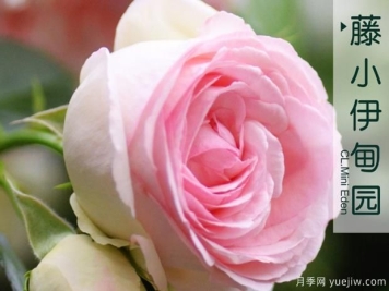 月季长管蚜的防治方法