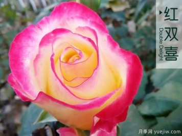 为什么月季老根便宜？月季花根怎么种植？