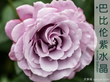 对月季香气产生影响的因素