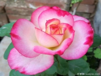 大花月季新宠儿--莲花公主月季