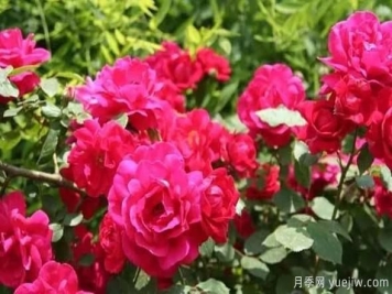 大花月季的“盆护”手法