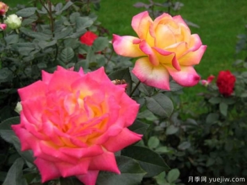 月季种植的施肥有何特点