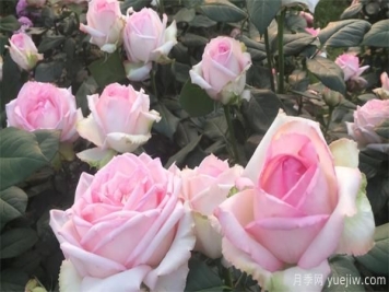 种植栽培景观大花月季需要掌握哪几点？