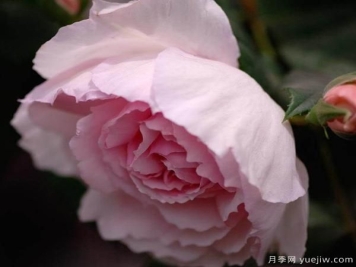 大花月季批发月季进入伸蔓期和授粉期我们该如果做？