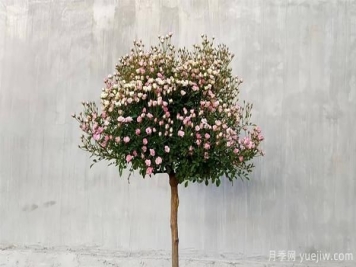 为防止病虫危害，月季花的花后修剪应该怎样修剪？