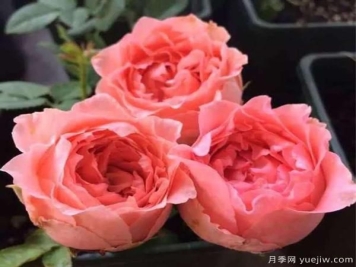 月季花，开开落落，无断有续，将美艳演绎成长久的绚丽