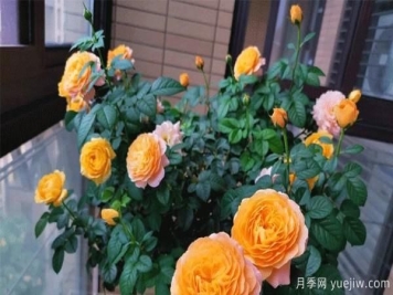 棒棒糖月季嫁接建议采用一些实生的蔷薇，或者是月季来进行操作