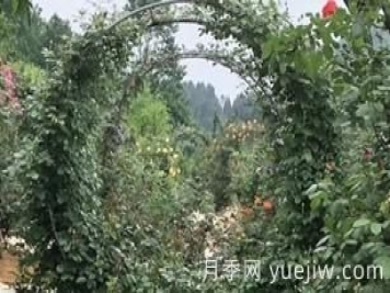 6种月季四季开花经过数百年的栽培