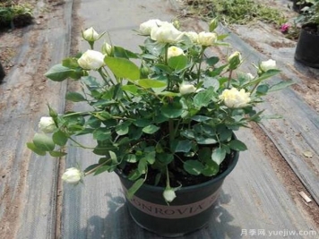 我们想要月季花，长势壮，开花多，及时合理的修剪非常重要。