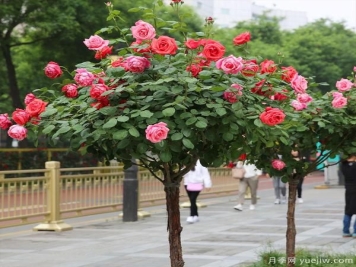 南阳树状月季的简单养法