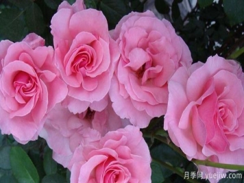 掌握以下六点，树状月季养护不再是难题