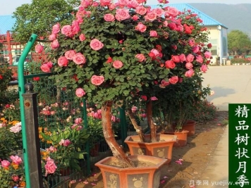 景区养殖的盆栽月季为什么花开的如此旺盛，日常养护技术有什么秘诀？