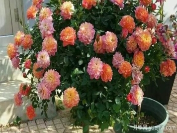 哪样的花盆，可以用来种盆栽月季？