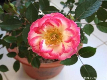 用什么办法可以快速把月季和玫瑰区别出来？