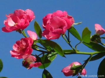 怎样修剪枝干，能让花越开越多