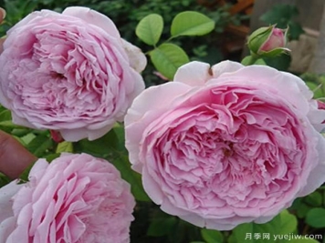 盆栽月季树在栽培期间都是如何浇灌的？