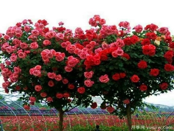 月季有哪麽多品种为什麽树状月季会脱颖而出呢？