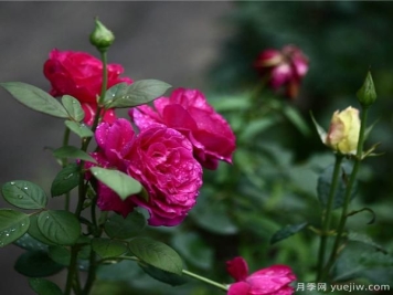 教你月季在室内是如何铺排与装修？