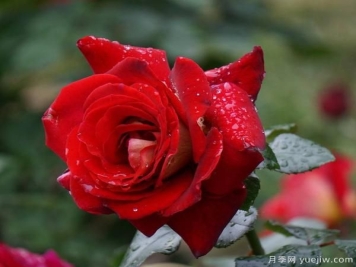 教你月季在秋季是如何进行修剪管理的？