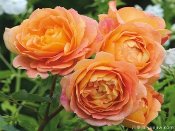 盆栽月季喜荫忌荫，养殖中的问题有哪些？