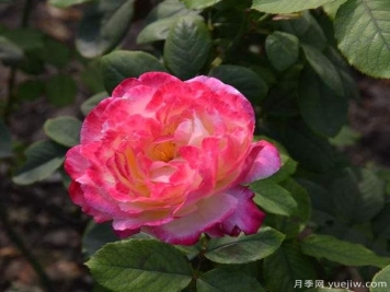 月季一年内，能有几次开花的结果，来了解下吧