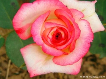 一般月季花哪个时期移栽会比较好？