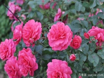 月季在栽植时，应处理和注意的几个步骤