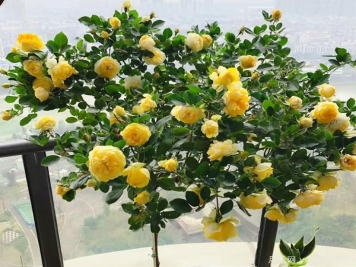 盆栽月季喜肥，那如果施多了好不好呢？